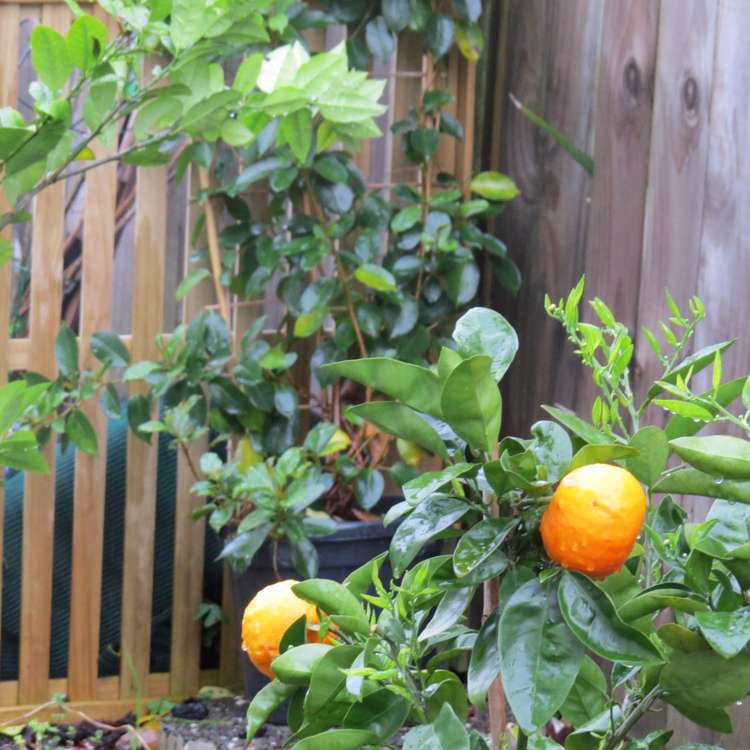 1/11 Kowhai Road Mairangi Bay_32