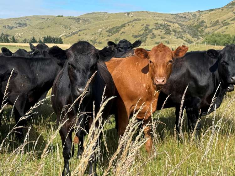 67 Macraes Road Dunback_21