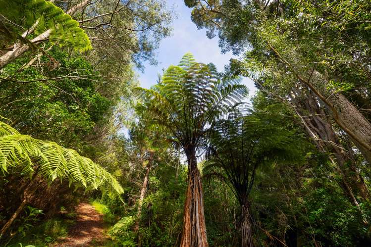 81 Grange Street Warkworth_30