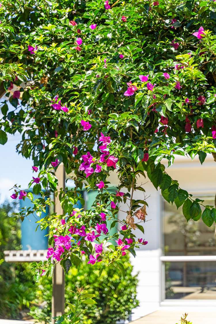 25 Olsen Avenue Mangawhai Heads_9