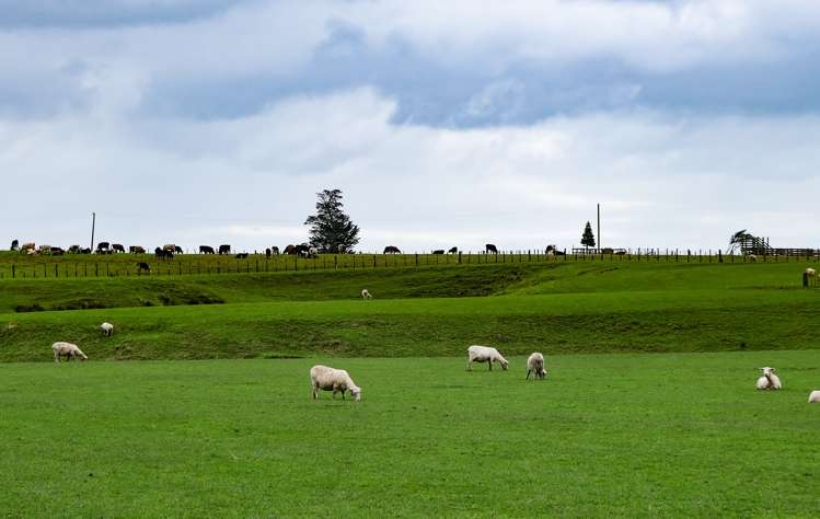 159 Koputaroa Road Levin_2