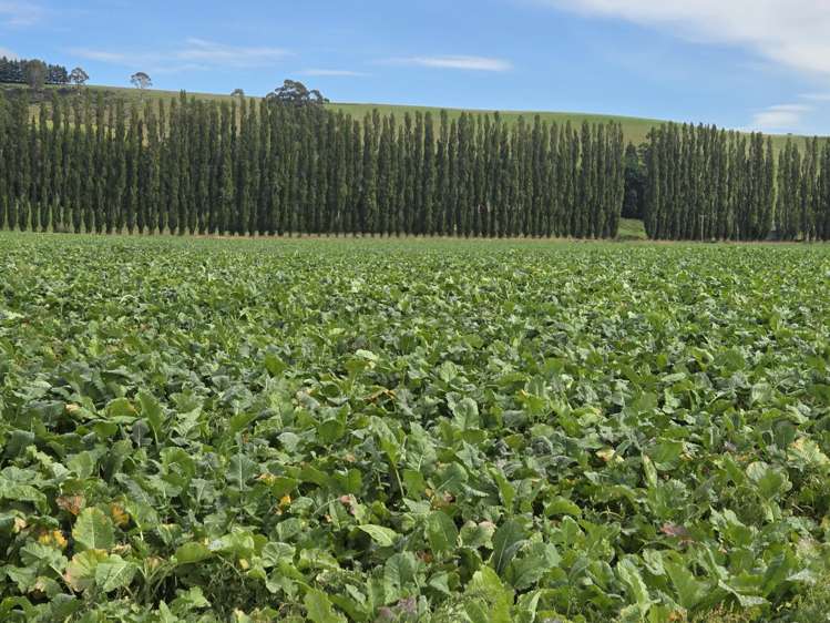 22 Tokarahi-Duntroon Road Tokarahi_10