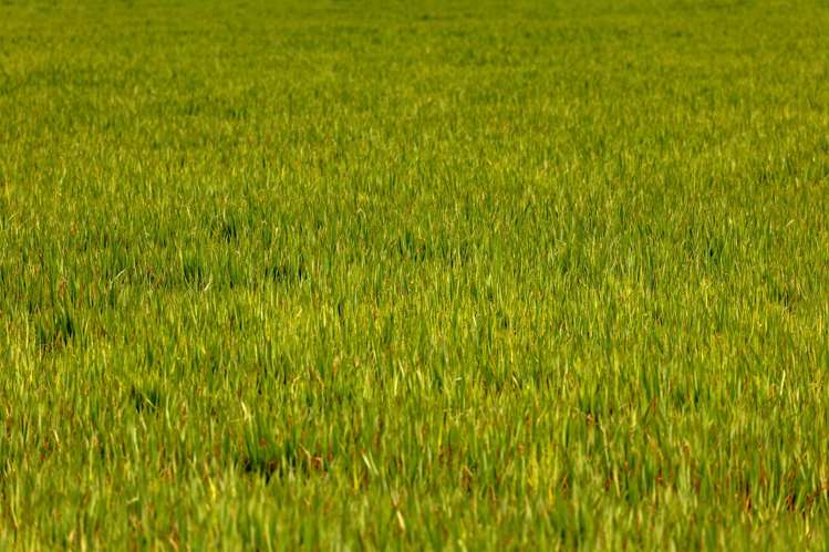 Hawarden Waikari Road Waikari_22