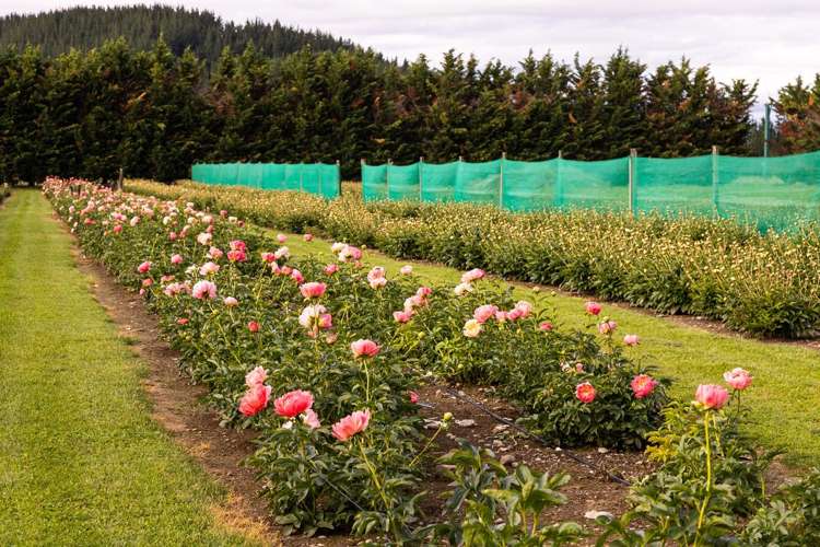 632 Waihopai Valley Road Renwick_9