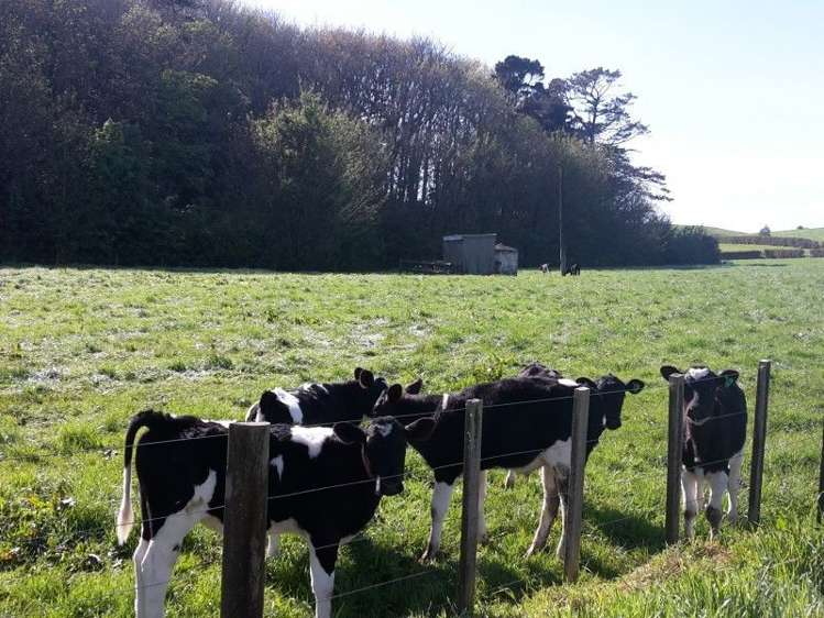 346 Rugby Road Tariki_42