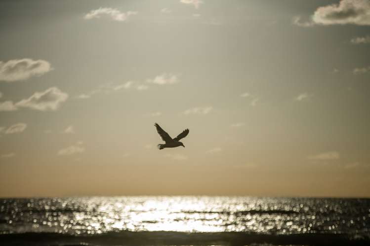 52 Ames Street Paekakariki_16