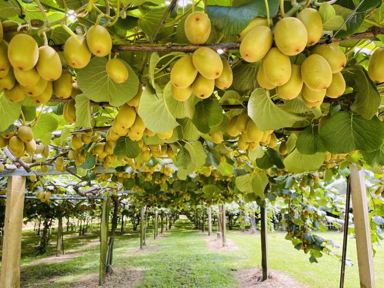 378 Manoeka Road Te Puke_19