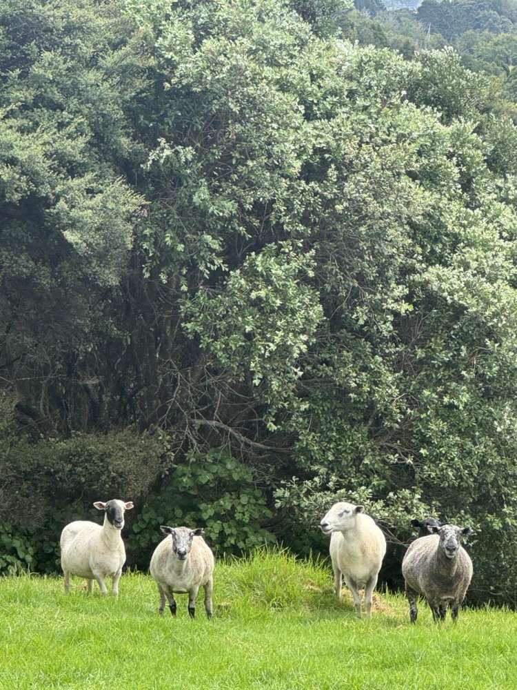 466 Wairere Road Waitakere_17