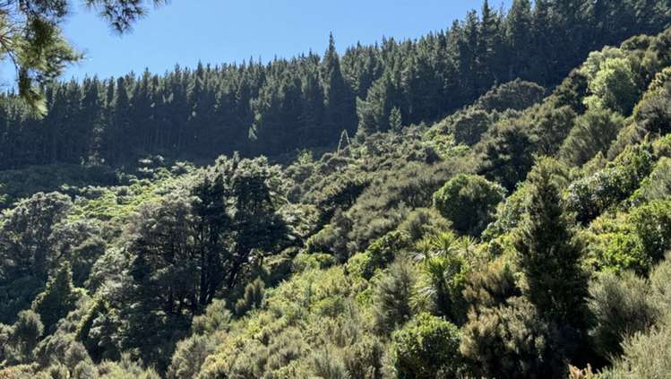 Waiohine Gorge Road Carterton_14