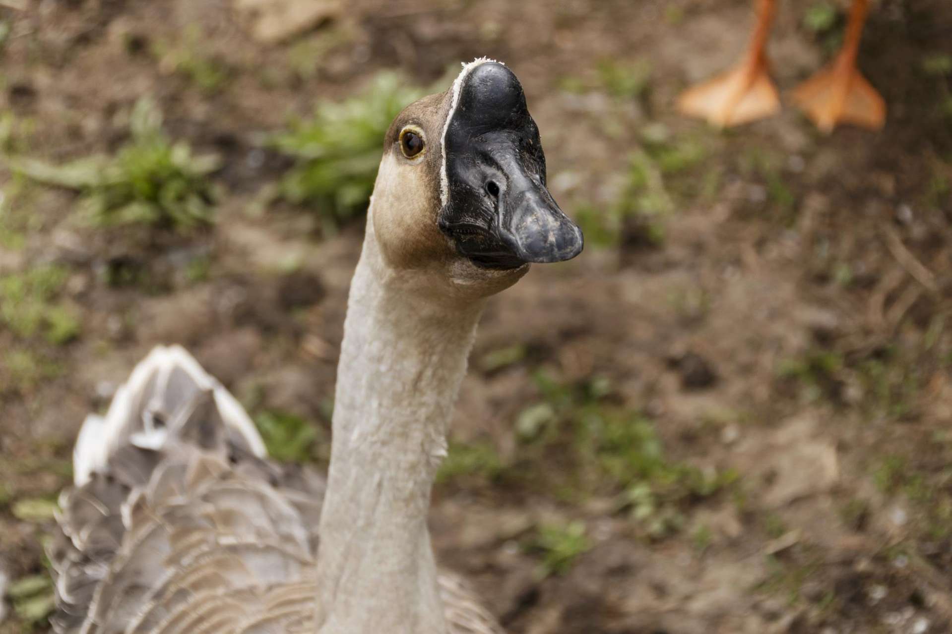 52 Dukeson Road Lichfield_0