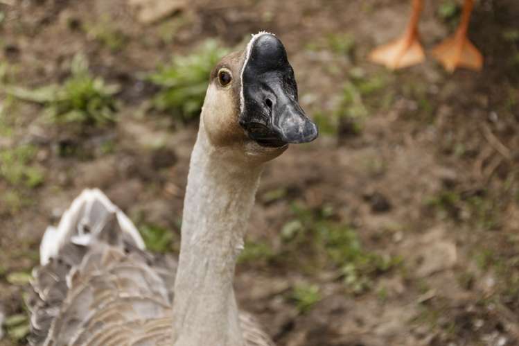 52 Dukeson Road Lichfield_0