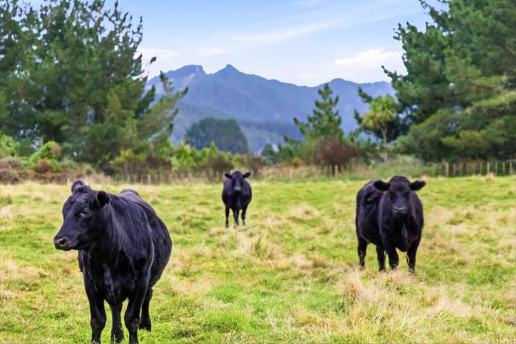 185 Taringamotu Road Taumarunui_22