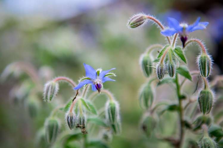 195 Kanohi Road Kaukapakapa_20