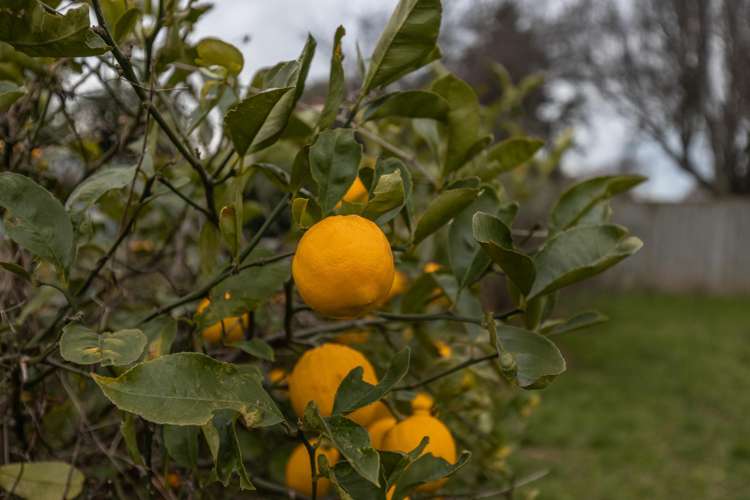 5 Clyde Street Levin_15