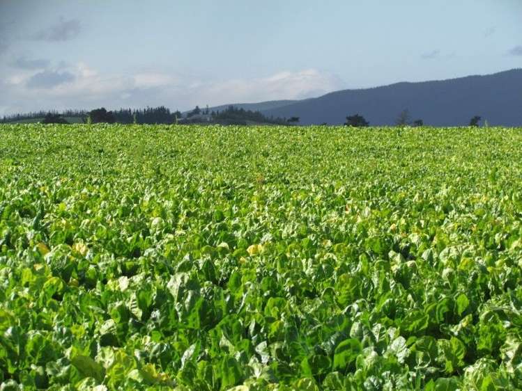 734 Crichton Road Milton_20