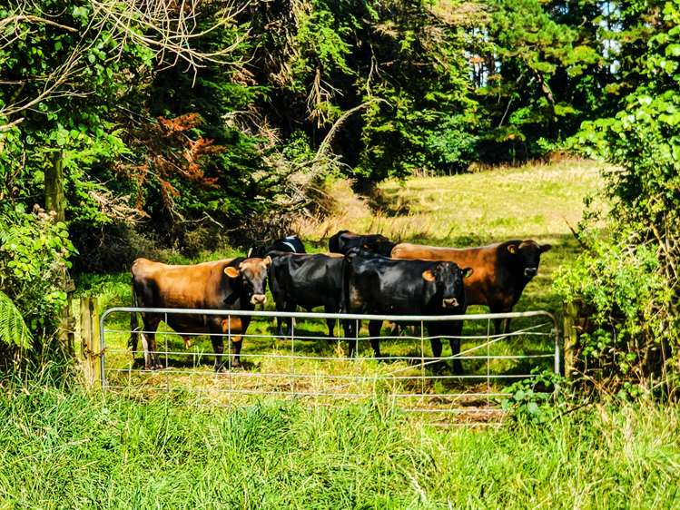 709 Ingahape Road Ohangai_25