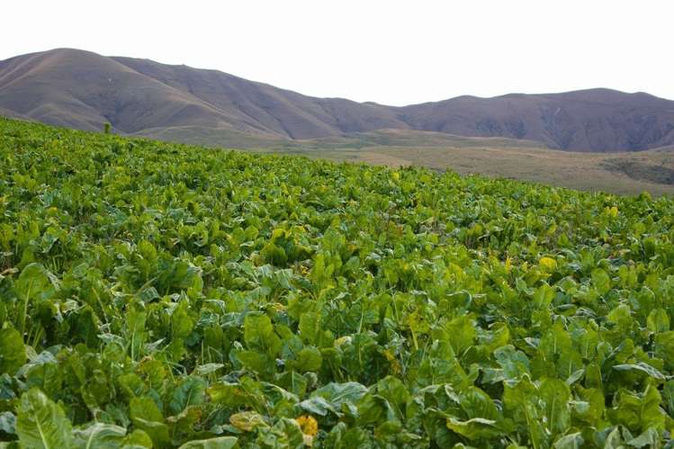 483 School Road Fairlie_14