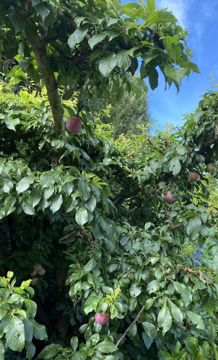 96 Middle Road Allenton_11