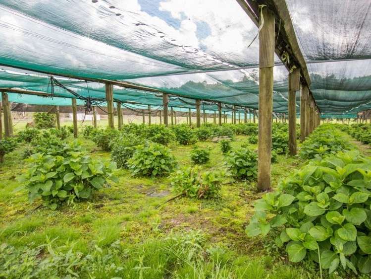 16 Dunrobin Lane (Pvt) Maungatapere_4