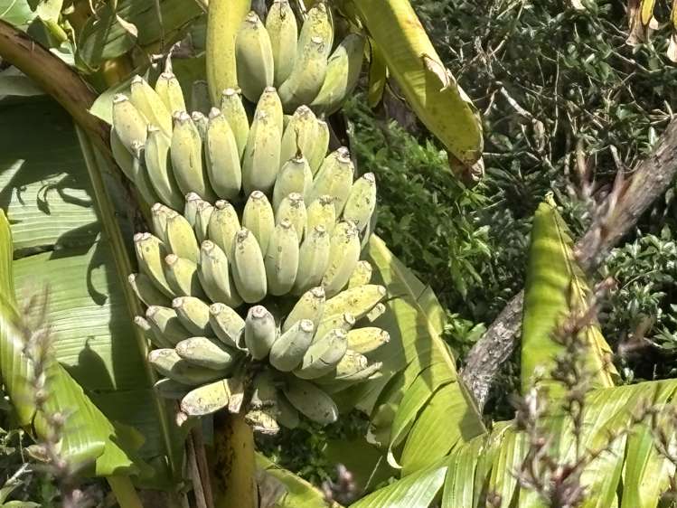 965 Te Waitere Road Waitomo_10