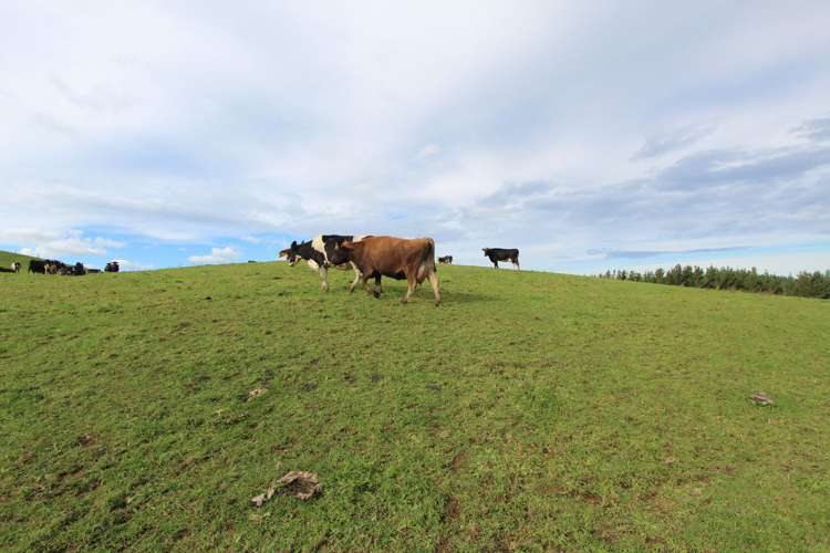 553 Buckland Road Matamata_3