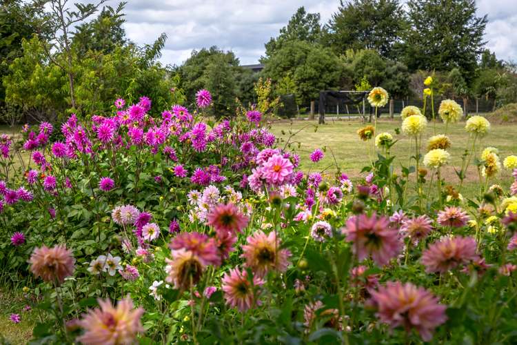 2430 State Highway 2 Greytown_13