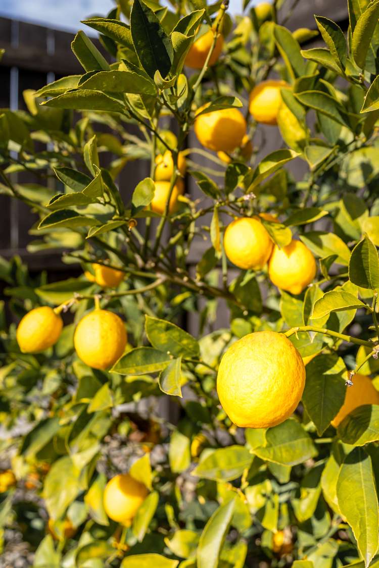 69 Gilberthorpes Road Hei Hei_18