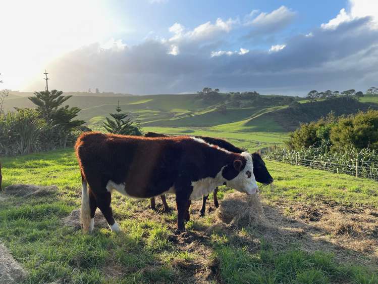 443 Lees Gully Road Pollok_40