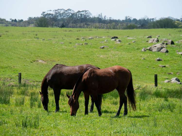 562E Waimate North Road Kerikeri_24