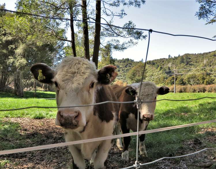 512 Hamama Road Takaka_11