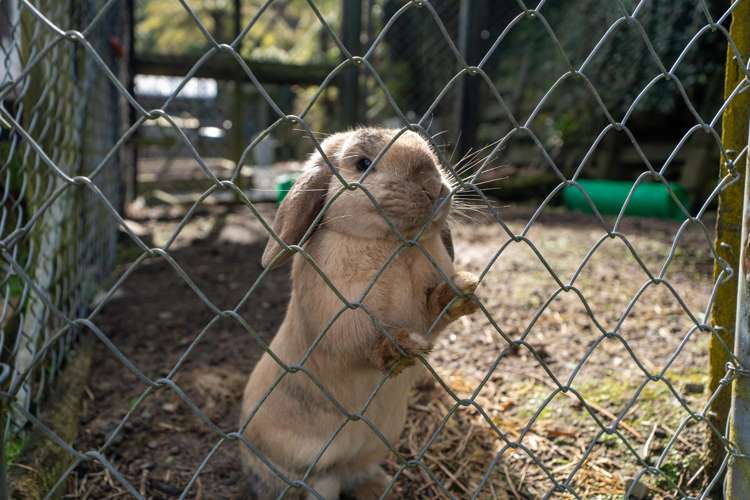 18 Akatarawa Road Brown Owl_21