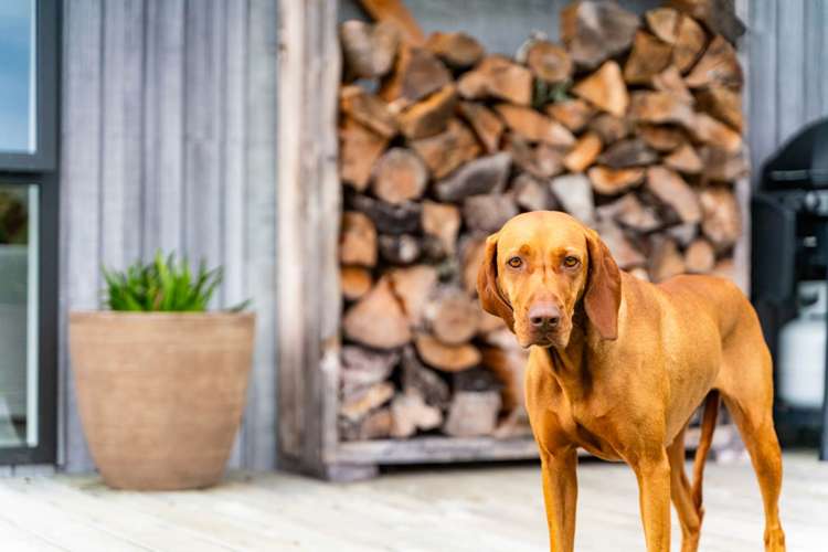 29 Jordan Street Mangawhai Heads_39