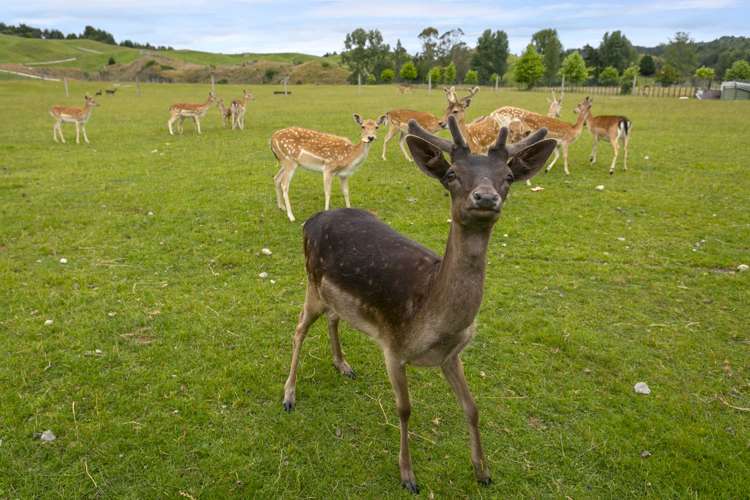 417 Arataki Road Mangakino_21