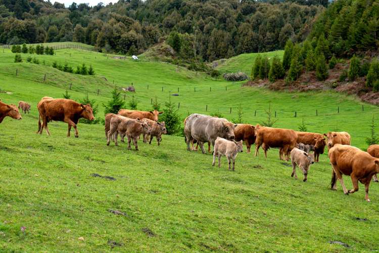 49C Olds Road Ngongotaha Valley_6