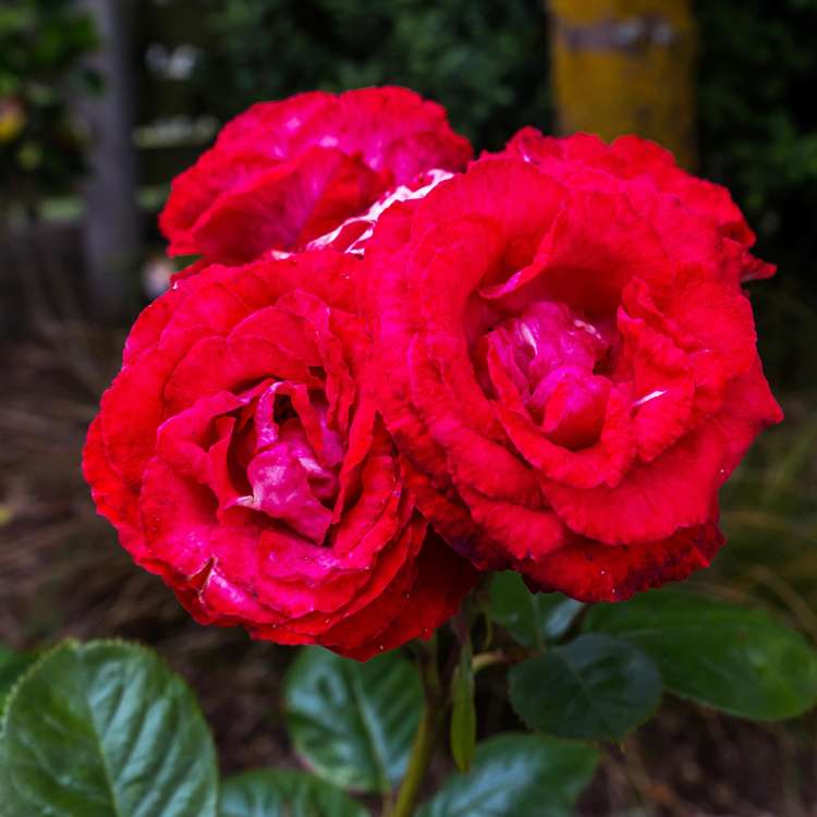 2/24 Robinson Terrace Rangatira Park_18