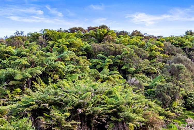 320 Upper Waiwera Road Puhoi_33