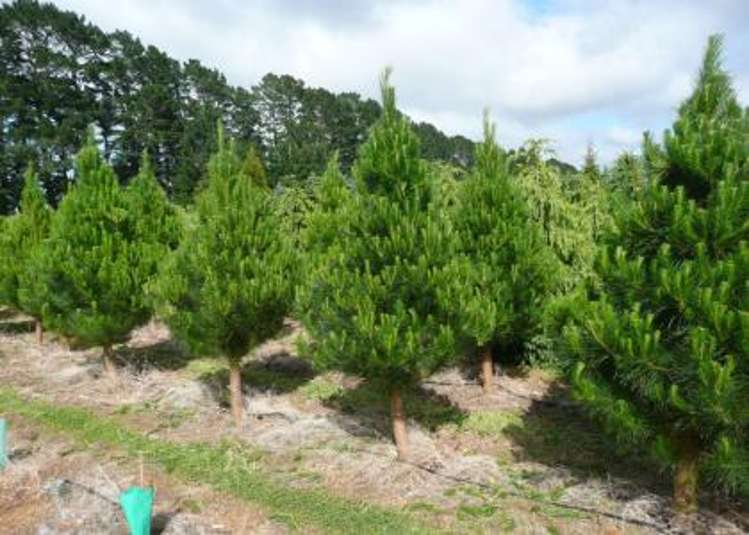 1068 Otaki Gorge Road Otaki_10