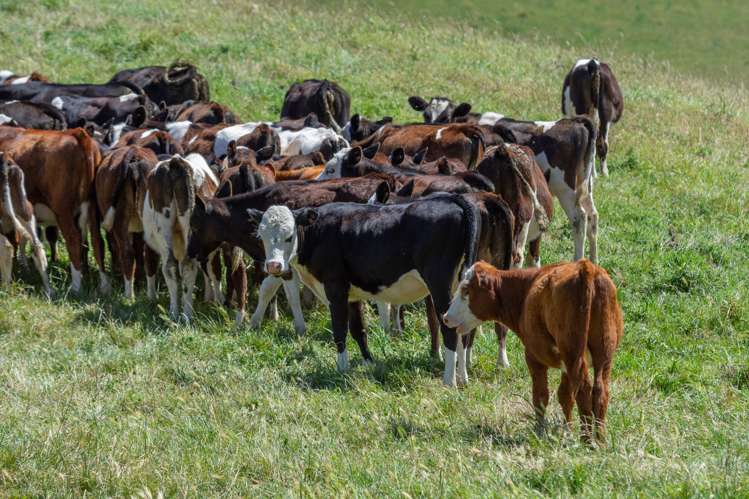 324 Reeces Road Waipara_12