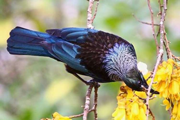 7 Elmslie Road Pinehaven_2