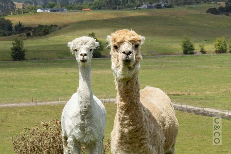 279 Fordyce Road Helensville_35