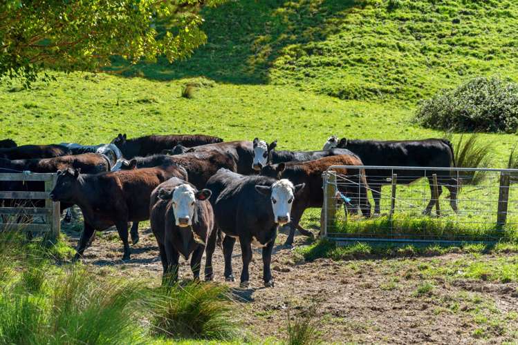 Matokitoki Valley Road Matokitoki_21