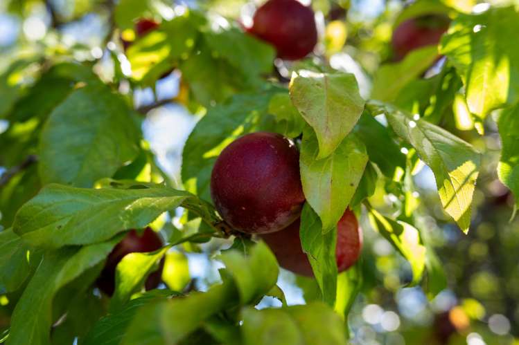 84A Mclauchlan Street Springlands_18