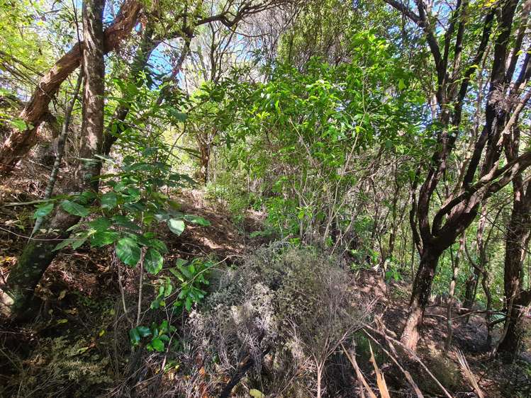 96 Kowhai Drive Coromandel_8