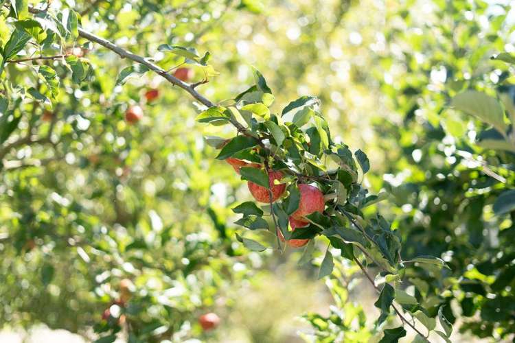 133A Kent Street Carterton_31