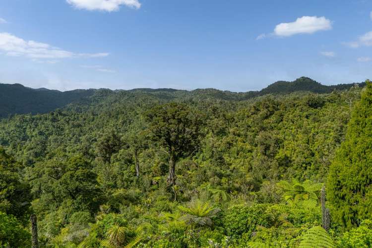 974 The 309 Rd Whitianga_19