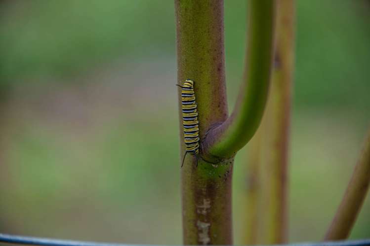 1688 South Head Road Helensville_60