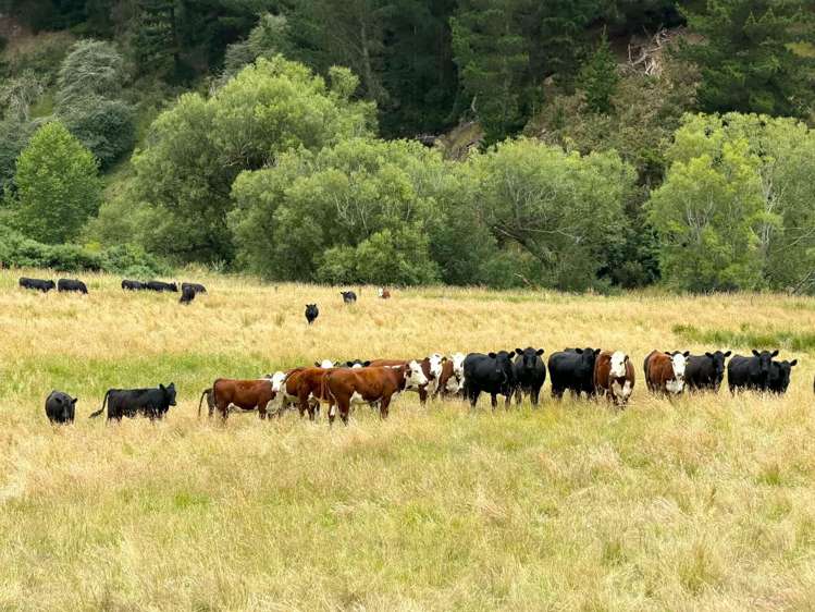 86 Stenhouse Road Palmerston_19