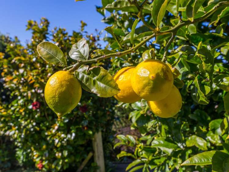 96 Redvers Drive Belmont_19