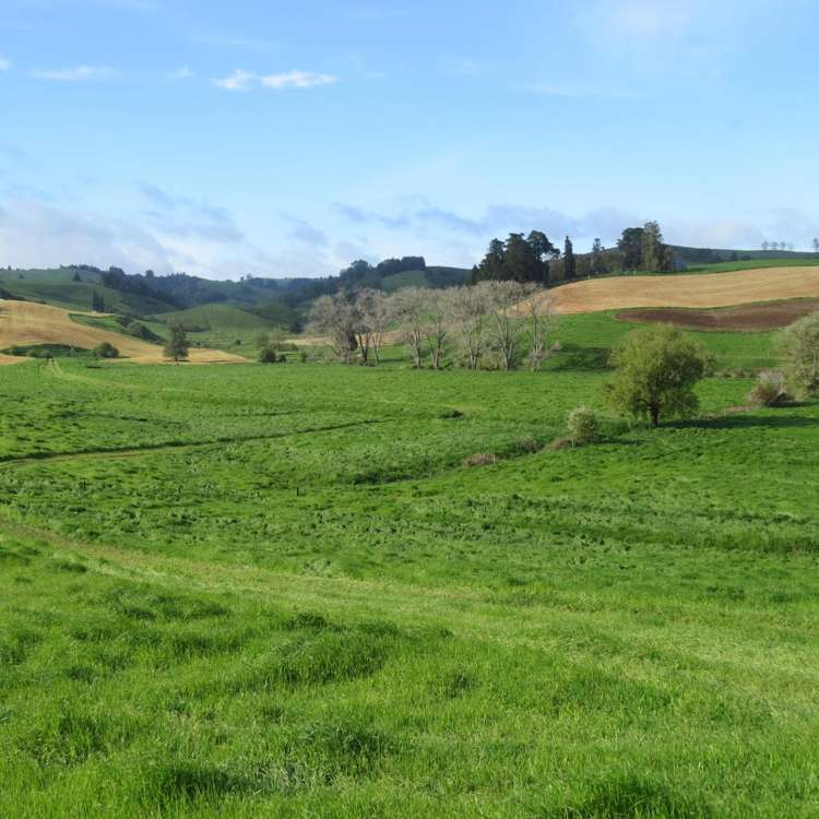 48 Barber Road Otewa_16