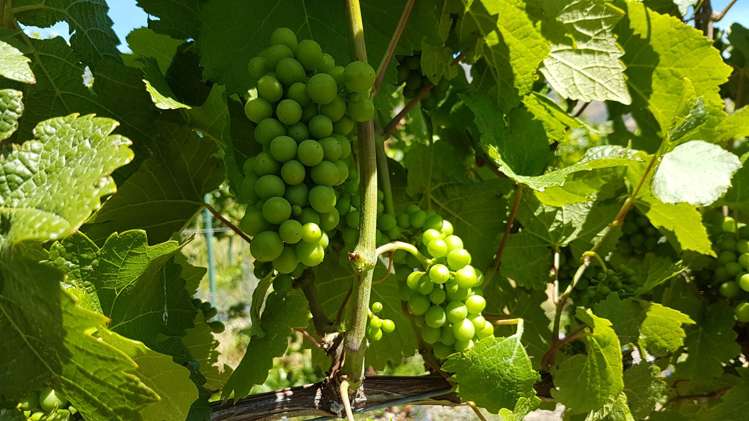 351 Maori Point Road Tarras_10